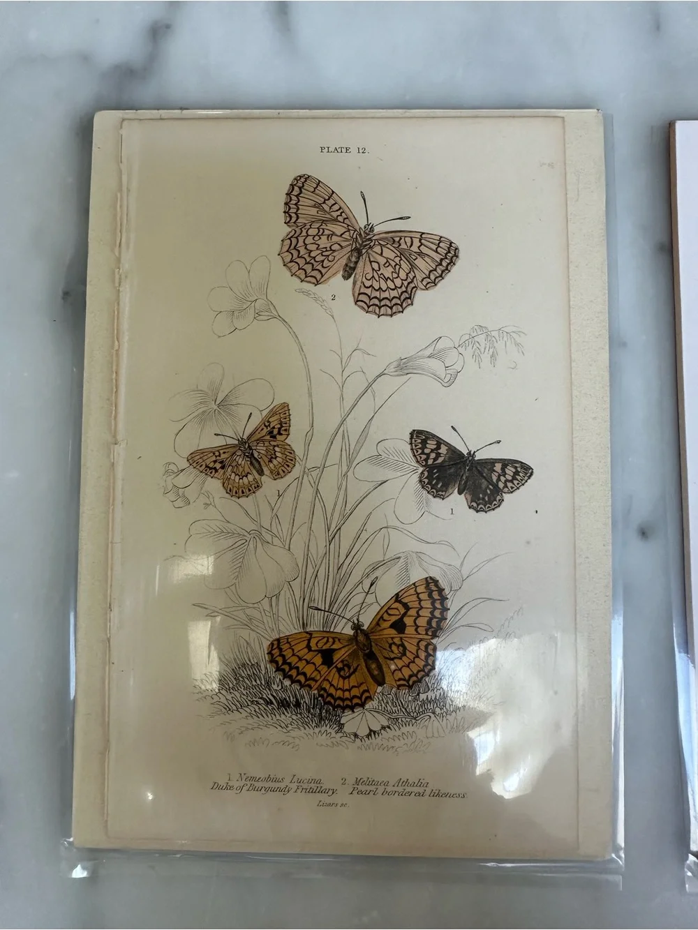 1800s Jardines Natural History Butterfly Chromolithograph Prints 4x6.5”